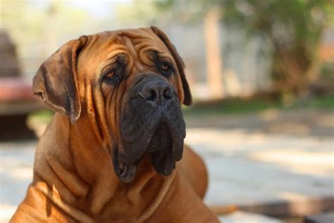 Need more power and fuel economy for your over the road truck? Boerboels: Is this breed too aggressive to be a family dog ...
