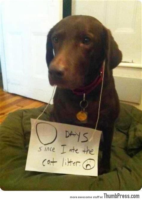 Dogs With Notes The Best Of Dog Shaming 50 Funny Pictures
