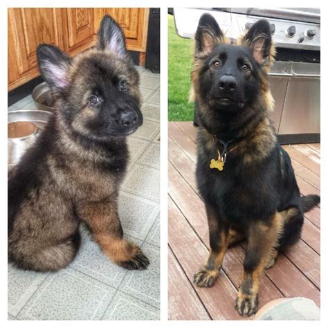 Long Coated Black Sable Gsd As Pup And As Adult Favorite Dog Breeds