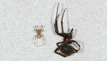 But the poor thing has the fatal misfortune of possessing enormously too much power for its size. How to identify Brown Widow Spiders | Center for Invasive ...