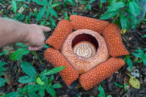 550 Rafflesia Foto Foto Foto Stok Potret And Gambar Bebas Royalti Istock