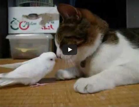 Funny Pet Video Bird Wakes His Best Friend A Cat Joy Of Living