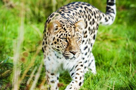 Astonishing Facts About Amur Leopards The Worlds Rarest Big Cats