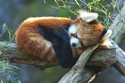 Amazing Creatures 40 Adorable Red Panda Pictures 40 Pics