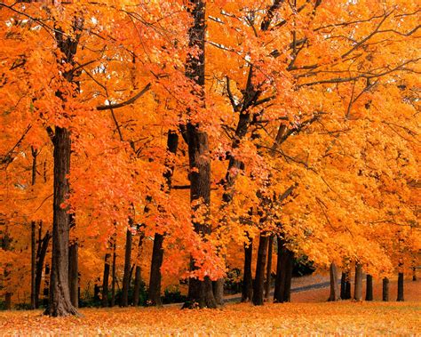 Download Trees Autumn Wallpaper 1280x1024 Wallpoper 423909