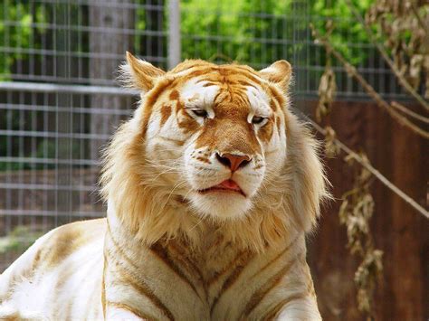The Incredibly Rare Golden Tiger Only A Few Of These Exist Pic