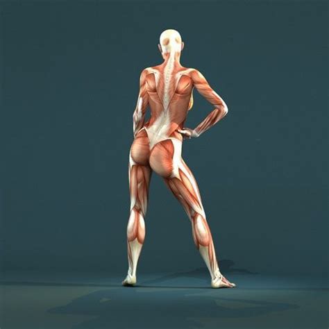 Muscle Women Muscle System Muscular System