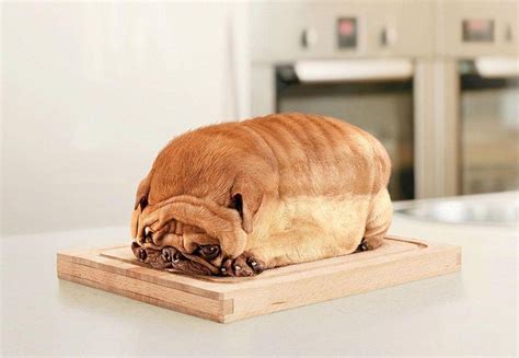 Bread Pug Animals Dog Bread Pug Bread Animals