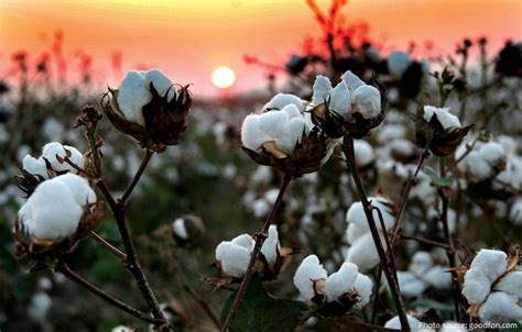 Interesting Facts About Cotton Just Fun Facts