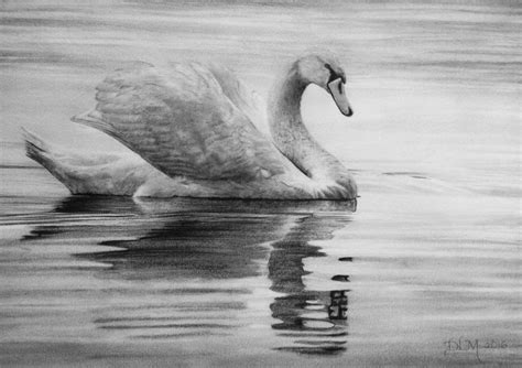 Swan Drawing In Pencil By Diana Moore New Zealand Artist Swan