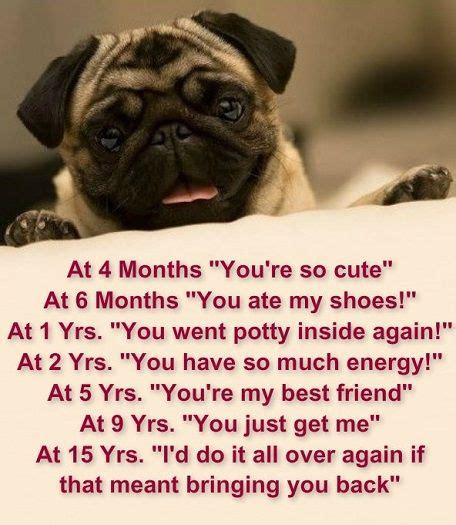 Quotes About Pugs 27 Quotes