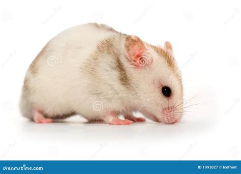 White Hamster Stock Image Image Of Macro White Hamster 1993027