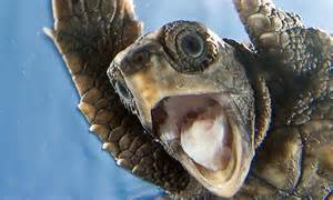 Delighted Baby Turtle Smiles As His Released Into The Ocean For The