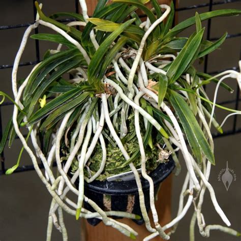 Check spelling or type a new query. AboutOrchids » Blog Archive » Cutting Off Orchid Roots