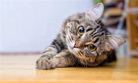 Curiosidades sobre los gatos que te sorprenderán Foto