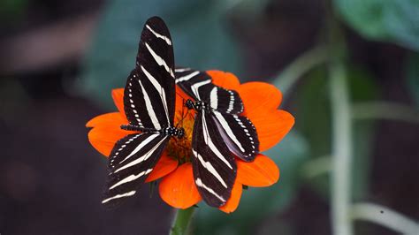 Wallpaper Id 261981 Two Black Butterflies With White Stripes On