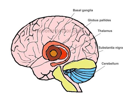 Input nuclei receive signals from various sources in the. Basal Ganglia Hemorrhage - Symptoms, Prognosis, Treatment ...