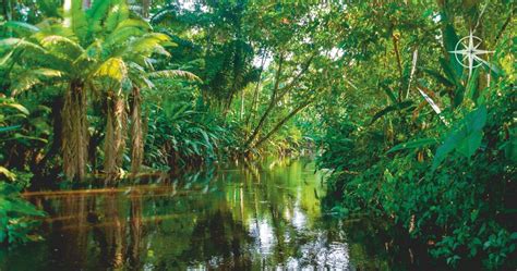 Croisière En Amazonie Au Cœur De La Forêt Tropicale 2021
