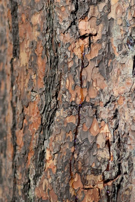 Tree Bark Patterns ~ Nature Photos ~ Creative Market