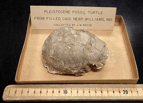 Louisville Fossils And Beyond Pleistocene Fossil Turtle Shell