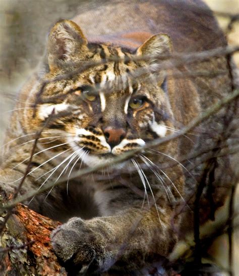 It has been listed as near threatened on the iucn red list since 2008, and is threatened by hunting pressure and habitat loss, since southeast asian forests are. Asian Golden Cat | Fur, Feathers and Fins in the Wild ...