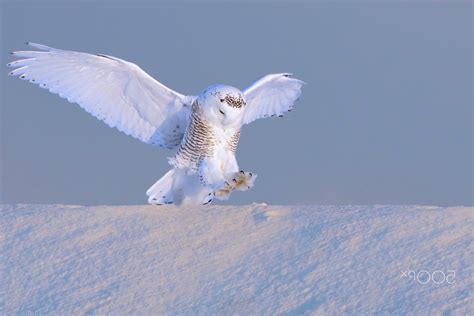 Photography Animals Birds Winter Snow Owl Wallpapers Hd Desktop
