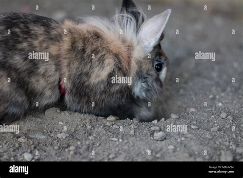 Rabbit Digging Hi Res Stock Photography And Images Alamy