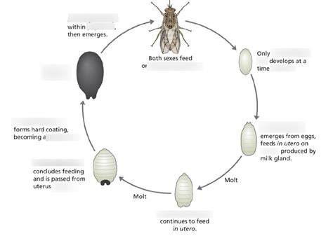 Life Cycle Of Tsetse Fly With Diagram