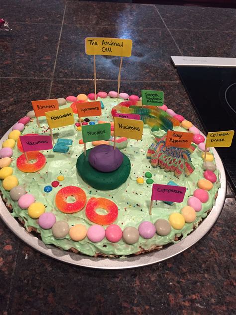 Animal Cell Project Edible Animal Cell Cell Model Cells Project