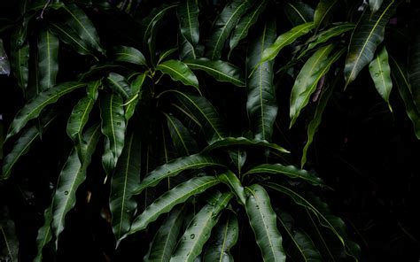 Download Wallpaper 3840x2400 Leaves Green Plant Mango