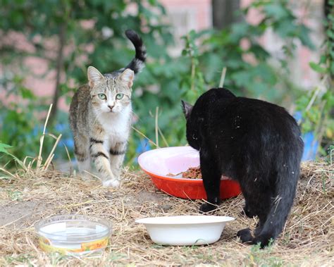 Two Feral Cats Feeding In Morningside Park Harry Shuldman Flickr