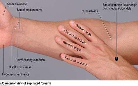 Resultado De Imagen De Forearm Anatomy Wrist Anatomy Anatomy Organs