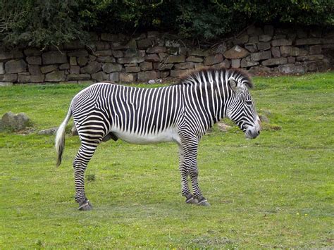 Hd Wallpaper Zebra Wild Stripes Eating Animal Mammal Zebras