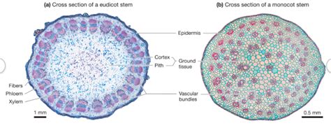 In a cross section of a monocot stem, you will find an epidermis, hypodermis, ground tissues, and vascular bundles. Solved: I Need To Know Where The Vascular Cambium, Cork Ca ...