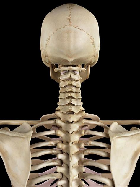 Human Cervical Spine Photograph By Sciepro