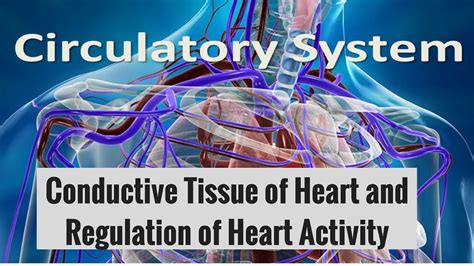 Human Circulatory System Conductive Tissue Of Heart And Regulation Of