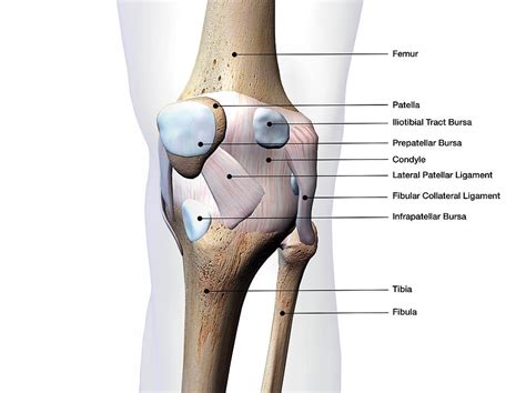 Knee Joint Bone And Connective Tissue Photograph By Hank Grebe Fine