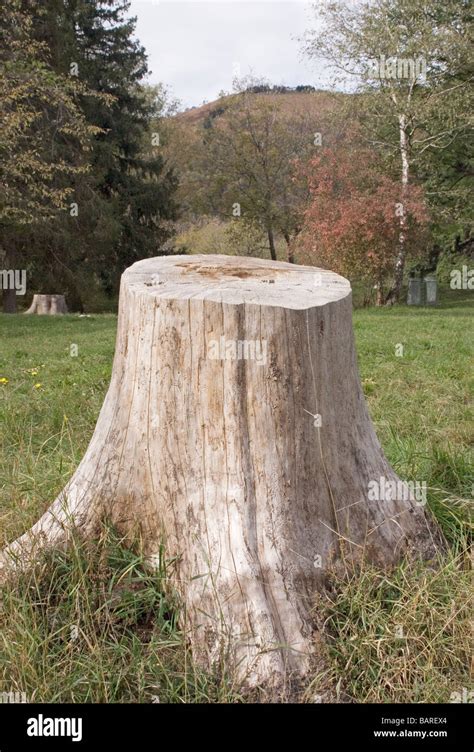 Large Tree Stump In Autumn Stock Photo Alamy