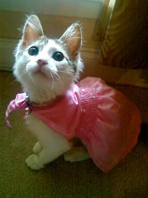 Cat Pink Dress Pet Clothes Kitty Cat Dressed Up