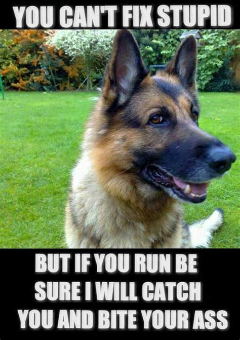 Oh Yeah Dog Jokes German Shepherd Funny German Shepherd Memes