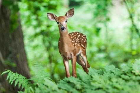 flora y fauna del bosque mediterráneo [características y ejemplos]