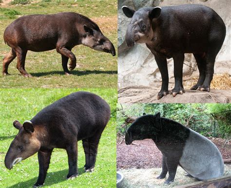 Tapirs of the Gray Fossil Site...Wait, what's a tapir? Tapirs are by