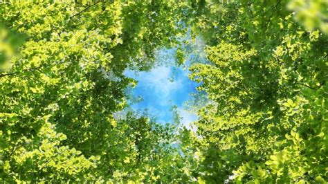 Free Zoom Video Background 🍃 Green Leaves Forest Nature Frame Virtual