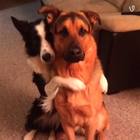 Dog Hugs Her Best Friend In Sweet Vine