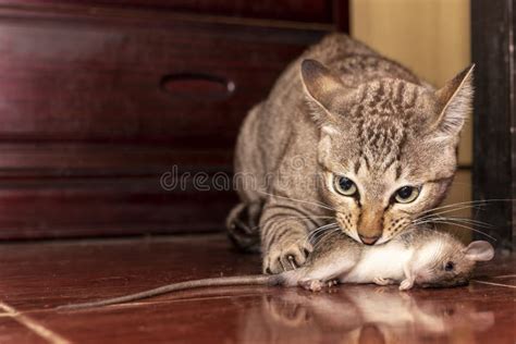 A Ginger Cat Hunting A Mouse Domestic Cat Carrying Small Rodent Rat In