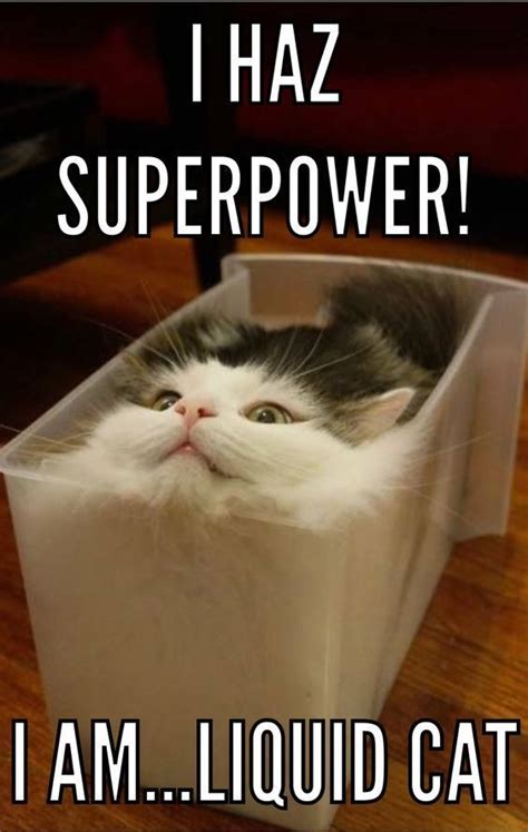 Top 26 Super Funny Animal Memes Keyword Memes