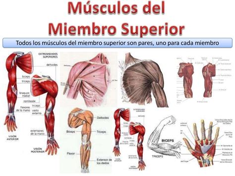 Músculos Miembro Superior Músculos Del Cuerpo Humano Musculos