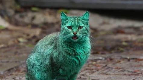 Meet The Green Cat Of Bulgaria Abc13 Houston