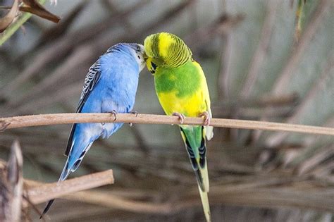 🐦parakeet Personality Food Care Of Parakeets Bird