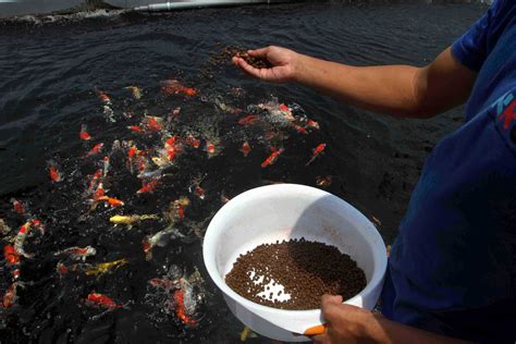 Pusat Budidaya Ikan Koi Dan Maskoki Nusantara Di Raiser Ikan Hias Milik
